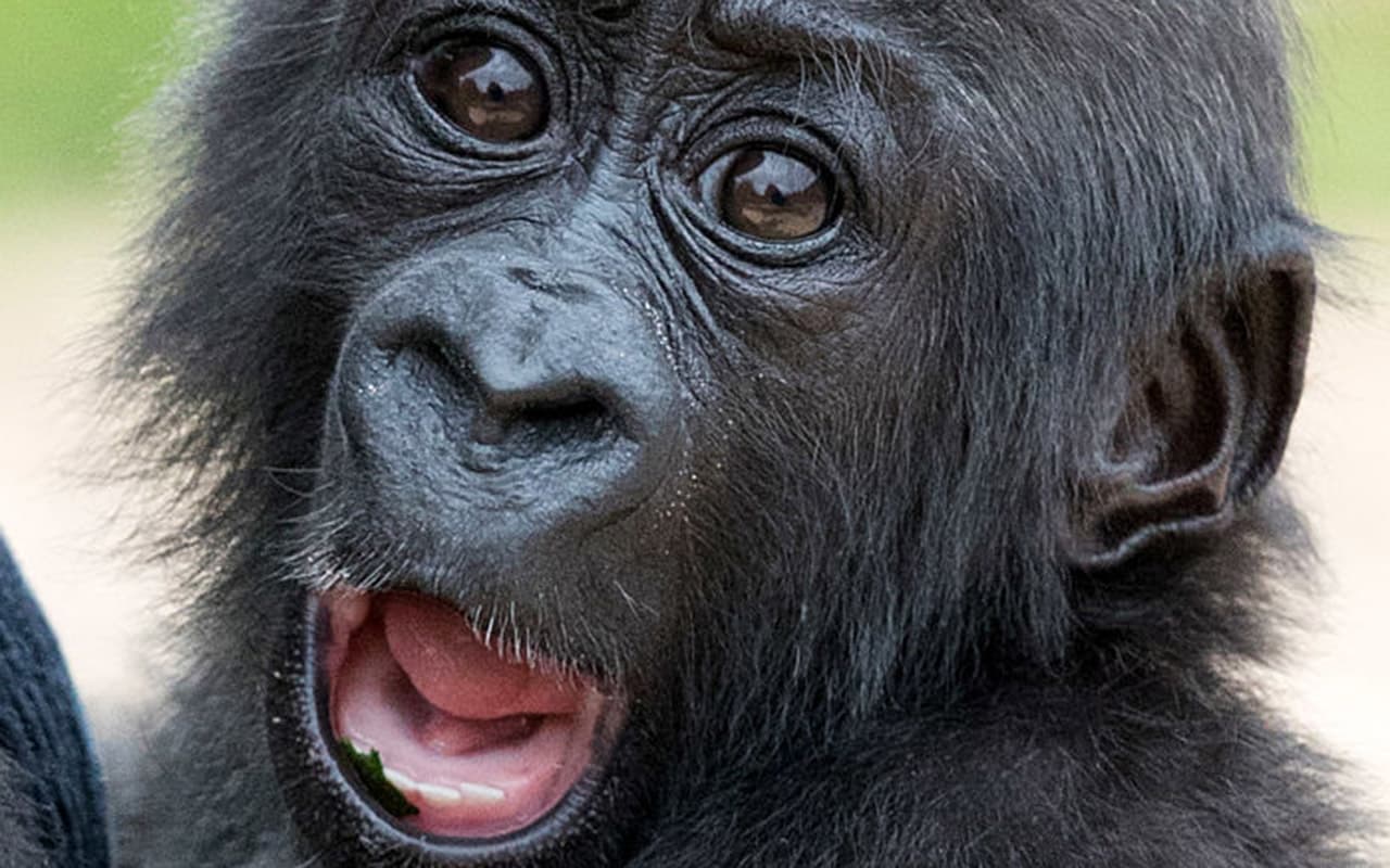 Descubren por qué los simios no pueden hablar a pesar de tener cuerdas vocales