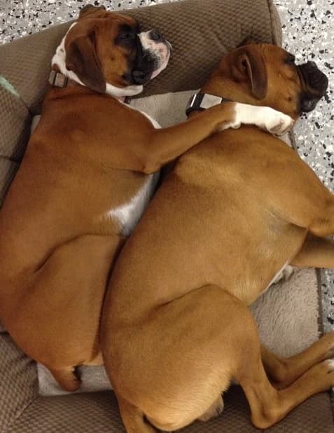 Después del ataque, Bear fue puesto en cuarentena en la casa de Casper en Woodland Hills.