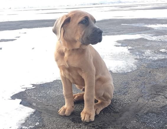 Andrea Ashley, la afectada, demandó a Jenni y a Casper, pues el perro de nombre 'Bear' salió de la casa de JLo en Los Ángeles cuando ocurrió el incidente.