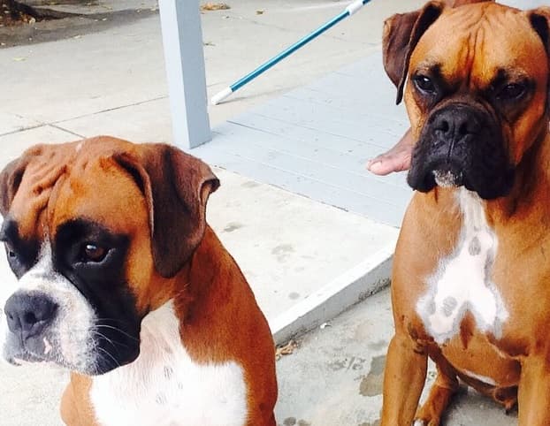 La vecina afectada también aseguró que la mascota intentó agredirla en abril de 2014, cuando llevaron al perro de visita a casa de JLo y este escapó hacia su jardín.