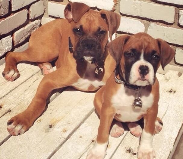 La afectada aseguró que todo ocurrió cuando bajaba de su auto. Señaló que su mano izquierda quedó dañada y con fractura de huesos por la mordedura.