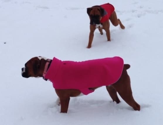 En la demanda, según 'TMZ', Ashley, agregó fotos del ataque que sufrió.