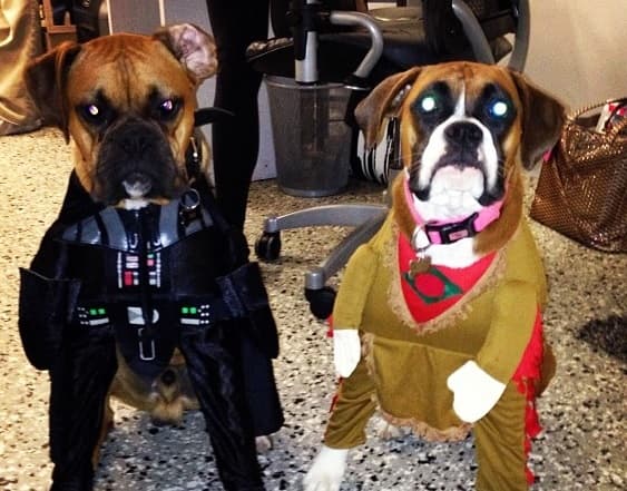 Ahsley dijo que vivía aterrorizada de que los perros la atacaran de nuevo.