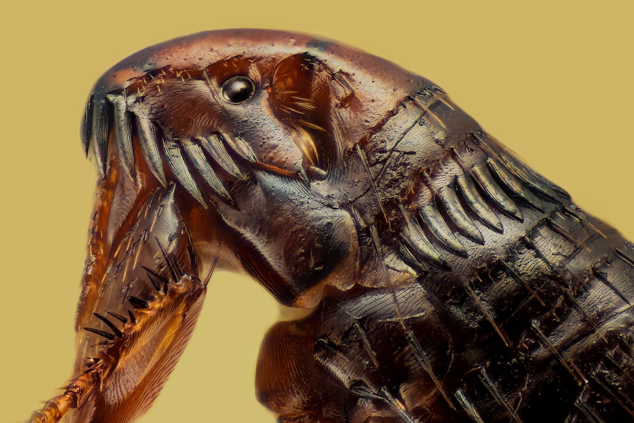 <b>Pulga. 20x de magnificación (2000% más grande que su tamaño normal).</b> Buenos Aires, Argentina. Imagen distinguida en el concurso.