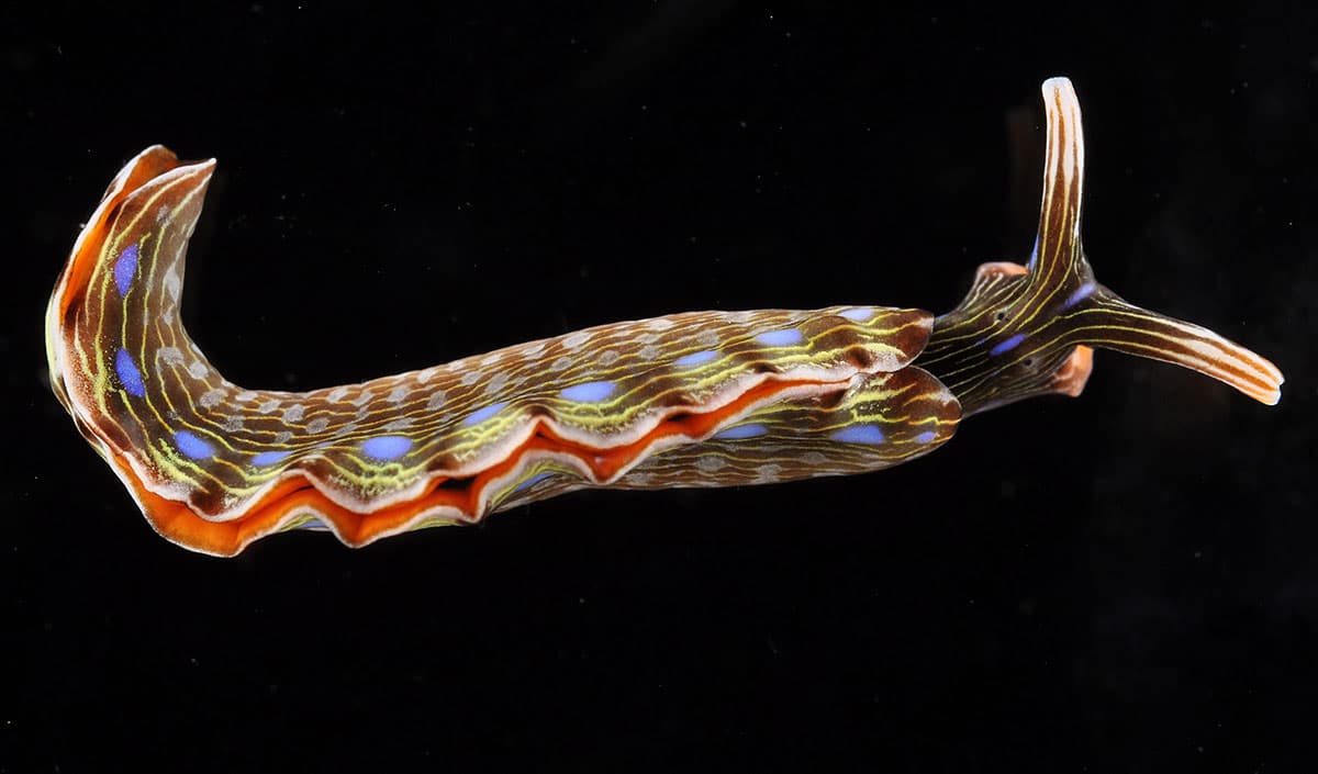 Las estructuras autónomas de monitoreo de arrecifes (ARMS) revelan muchas criaturas hermosas, incluyendo este nudibranquio o babosa marina de colores.