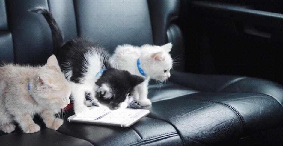 La Policía de Austin investiga un caso de crueldad animal