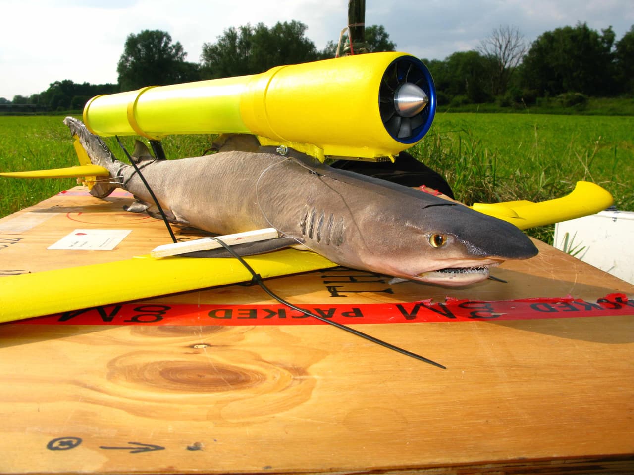 Tiburón disecado al que llamó “Sharkjet”.