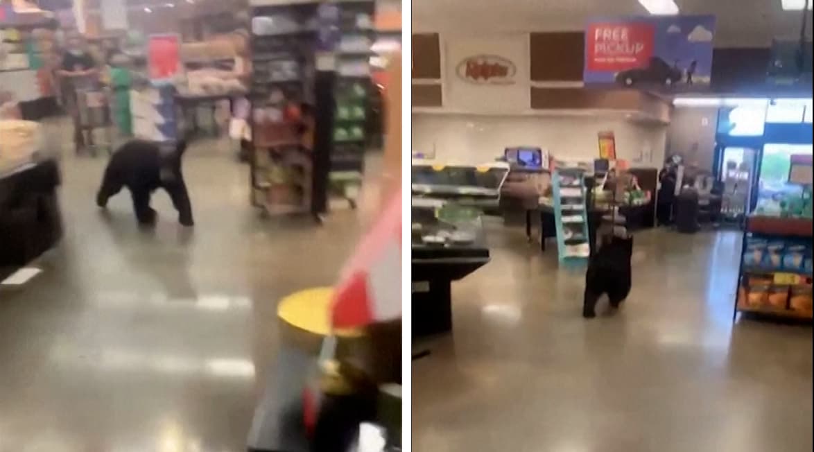 Un oso se pasea por un supermercado Ralphs en Porter Ranch, California