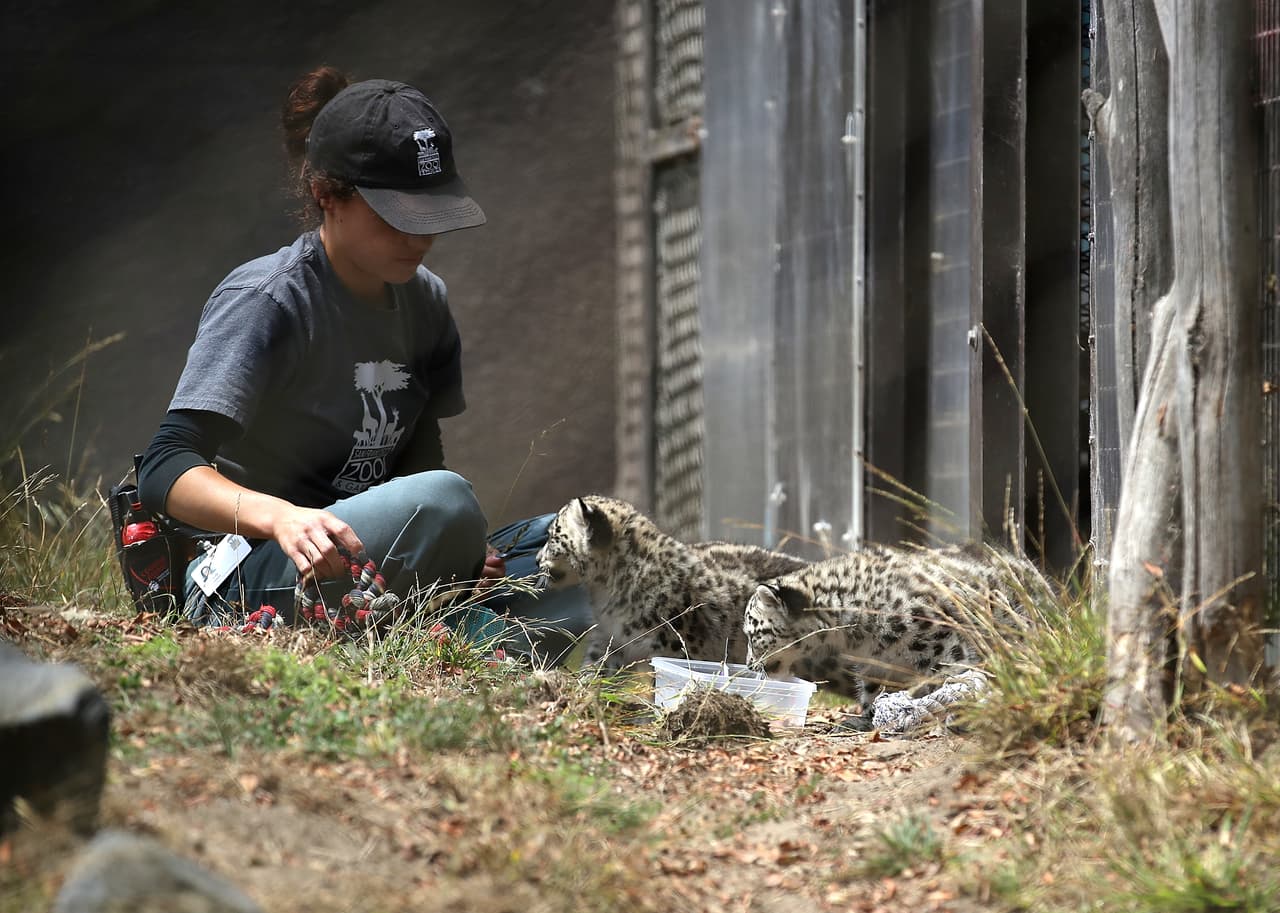 Gracias a este programa de reproducción han nacido cerca de 30 ejemplares.