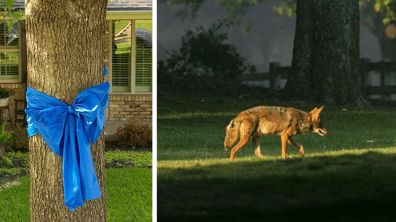 Niño atacado por un coyote despertó animado y contento en el hospital, dice su padre