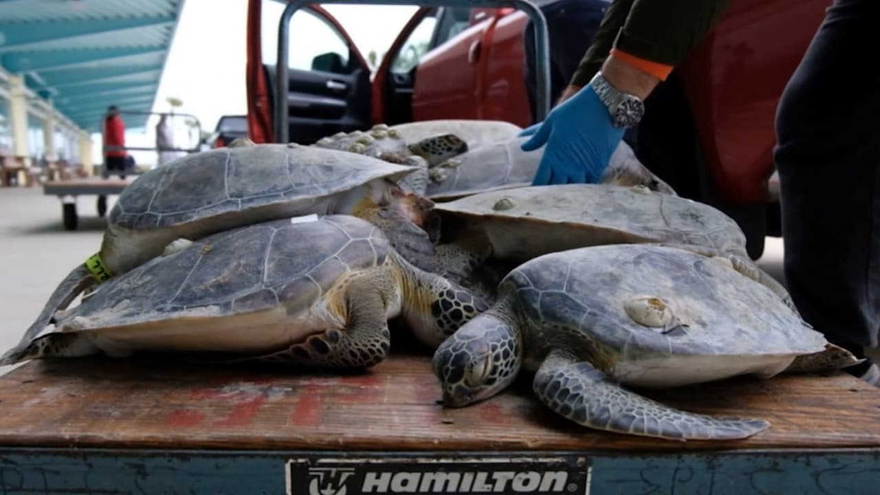 En botes, a pie y en autos: voluntarios tratan de salvar a miles de tortugas marinas afectadas por el intenso frío en Texas