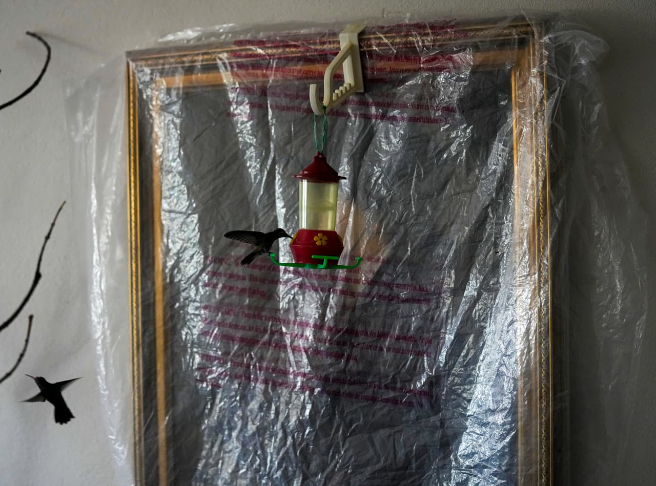 Un colibrí pichón bebe néctar de un comedero que cuelga de una obra de arte protegida con plástico en la casa de Catia Lattouf, quien convirtió su apartamento en una clínica para estos pájaros diminutos en la Ciudad de México, el lunes 7 de agosto de 2023.