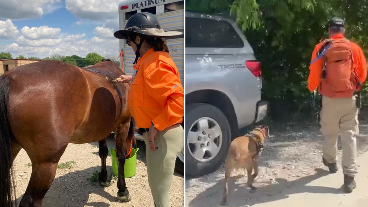 Los voluntarios de Texas Search & Rescue se apoyaron 
<b>con perros entrenados y hasta caballos</b>, para registrar cada parte del lugar en busca del pequeño.