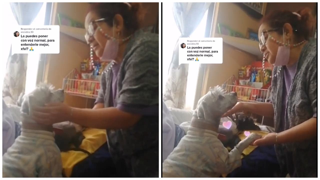 Mujer pide perdón a su perrito por no poder darle lujos.