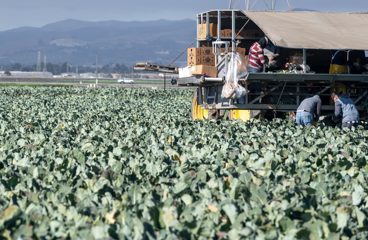 A medida que los números de Covid-19 continúan aumentando en el condado de Monterey y los que pueden trabajan desde casa, los trabajadores agrícolas continúan trabajando en los campos cosechando brócoli en Salinas, California, el jueves 2 de julio de 2020.