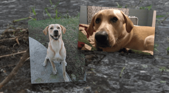 Un niño de 8 años vio cómo un caimán se comió a su perro