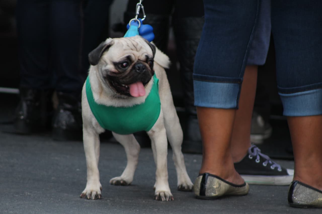 Con alegría y mucho orgullo se festejaron los 205 años de la independencia de México en el sur de California.