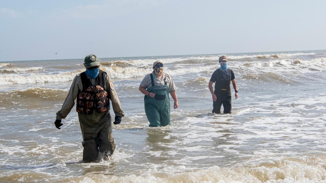 El personal veterinario del Zoológico de Houston supervisó el cuidado y tratamiento de estas tortugas.