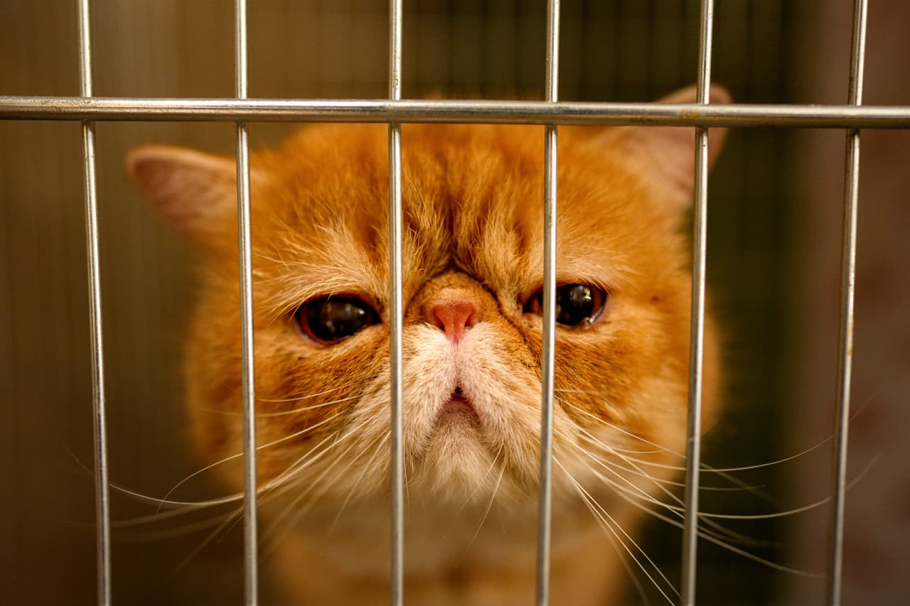 El concurso para descubrir al gato más bonito del mundo 