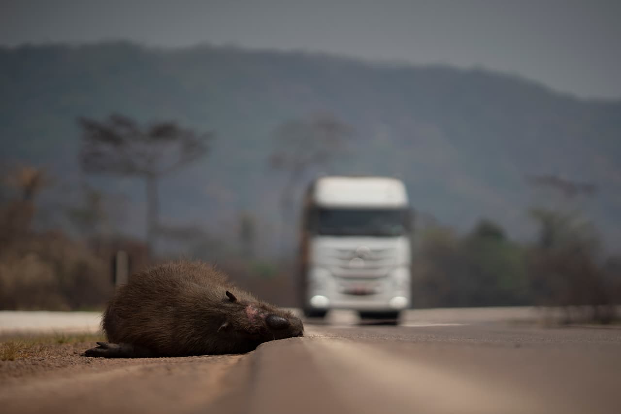 Un carpincho muerto al costado de la carretera en Altamira, Pará, uno de los estados afectados por las llamas.