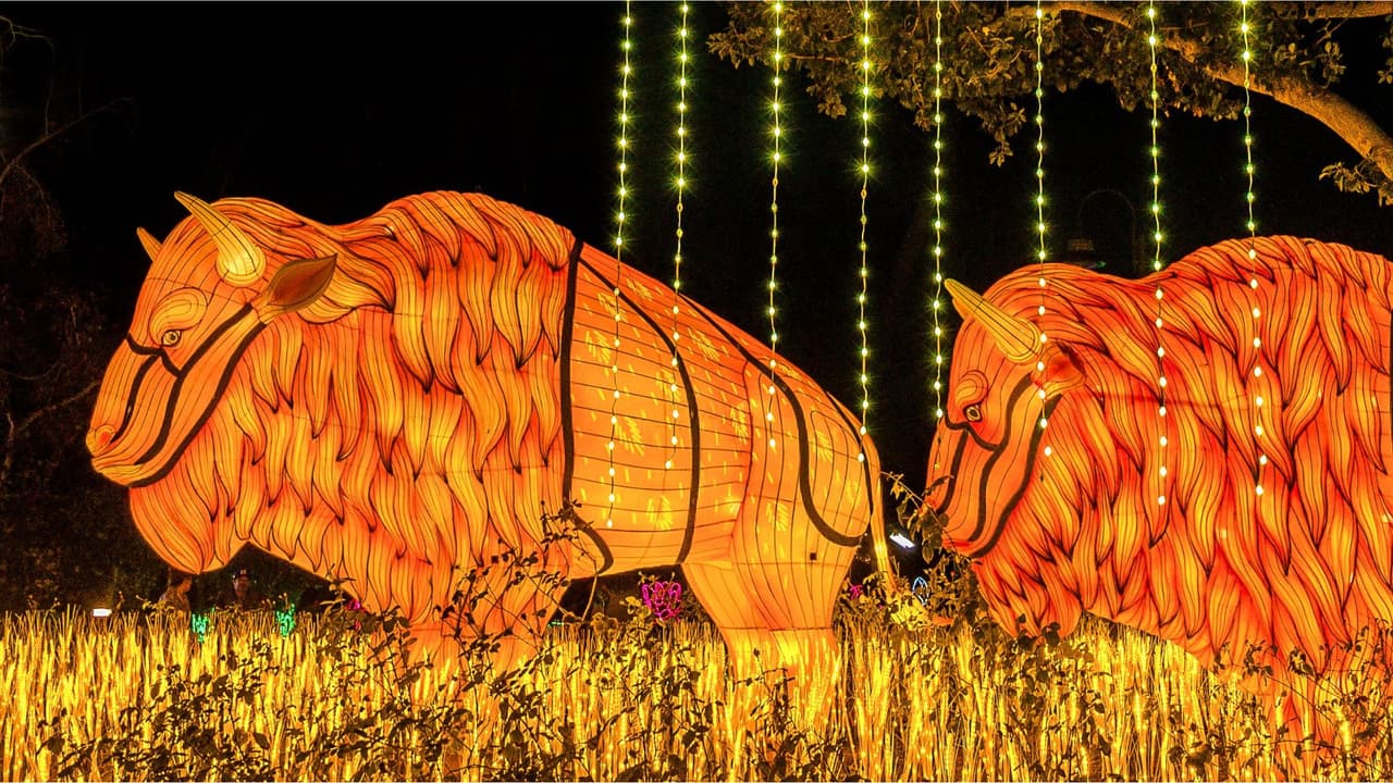 Una experiencia visual única con luz, sonido y color en cada rincón del zoológico.