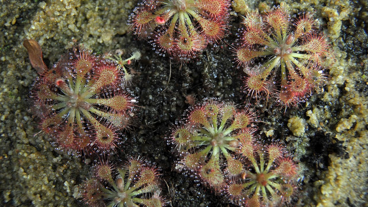 Su nombre es traducido directamente del griego drosera significa "rocío" y es una referencia directa a las "gotas de rocío" que se encuentran en las puntas de las hojas con flecos. 
<br>
<br>Este tipo de plantas se pueden ver en zonas de pantanos y generalmente atrae a los insectos y los atrapa para obtener sus nutrientes.