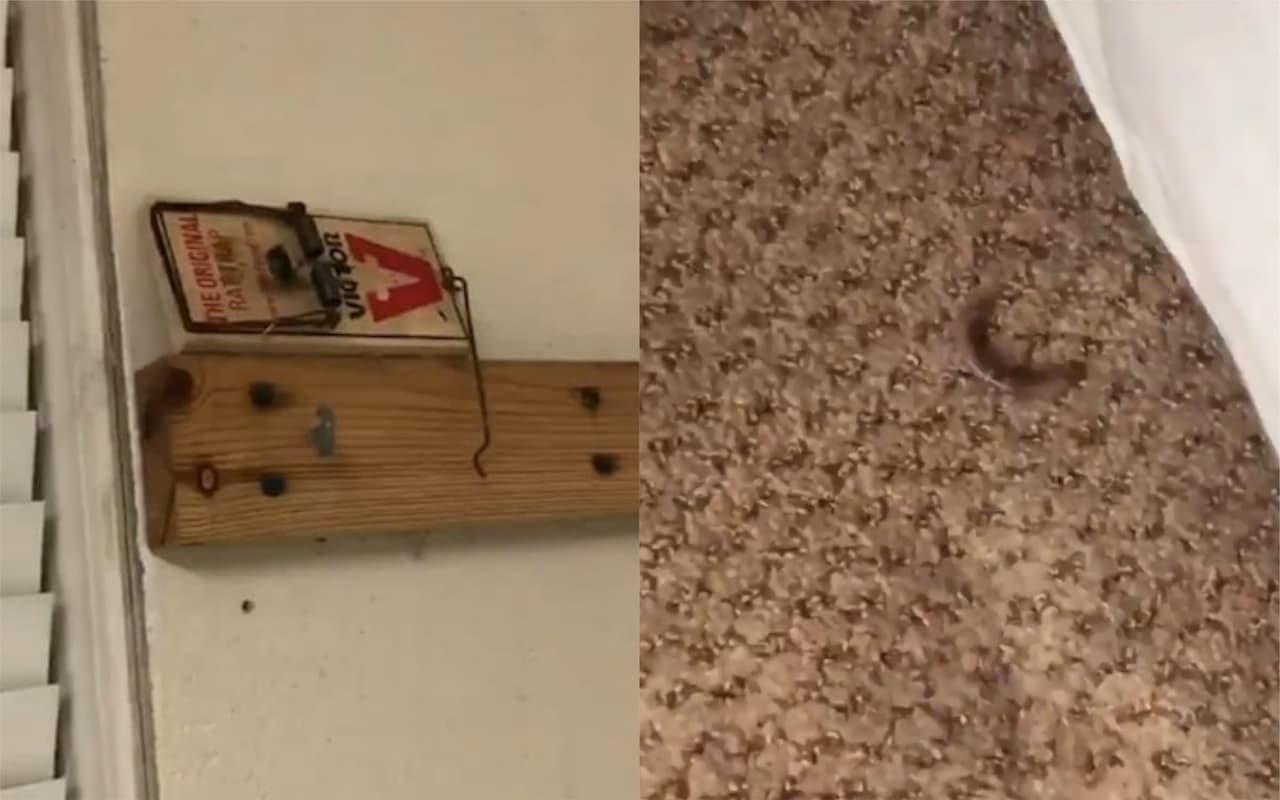 Ratones y lombrices: el contraste entre burbujas de NBA y WNBA