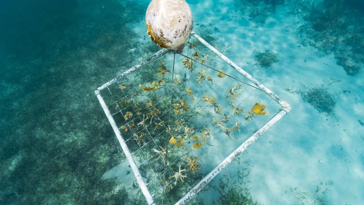 Estos corales artificiales ayudan a revitalizar rápidamente el hábitat, proporcionando un entorno adecuado para la vida marina mientras los corales naturales crecen.