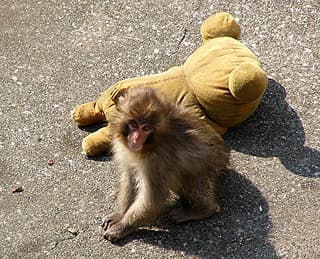 El peluche cumple una función esencial, ya que según los expertos simula el contacto materno y evita que el bebé macaco genere una dependencia excesiva hacia los humanos.