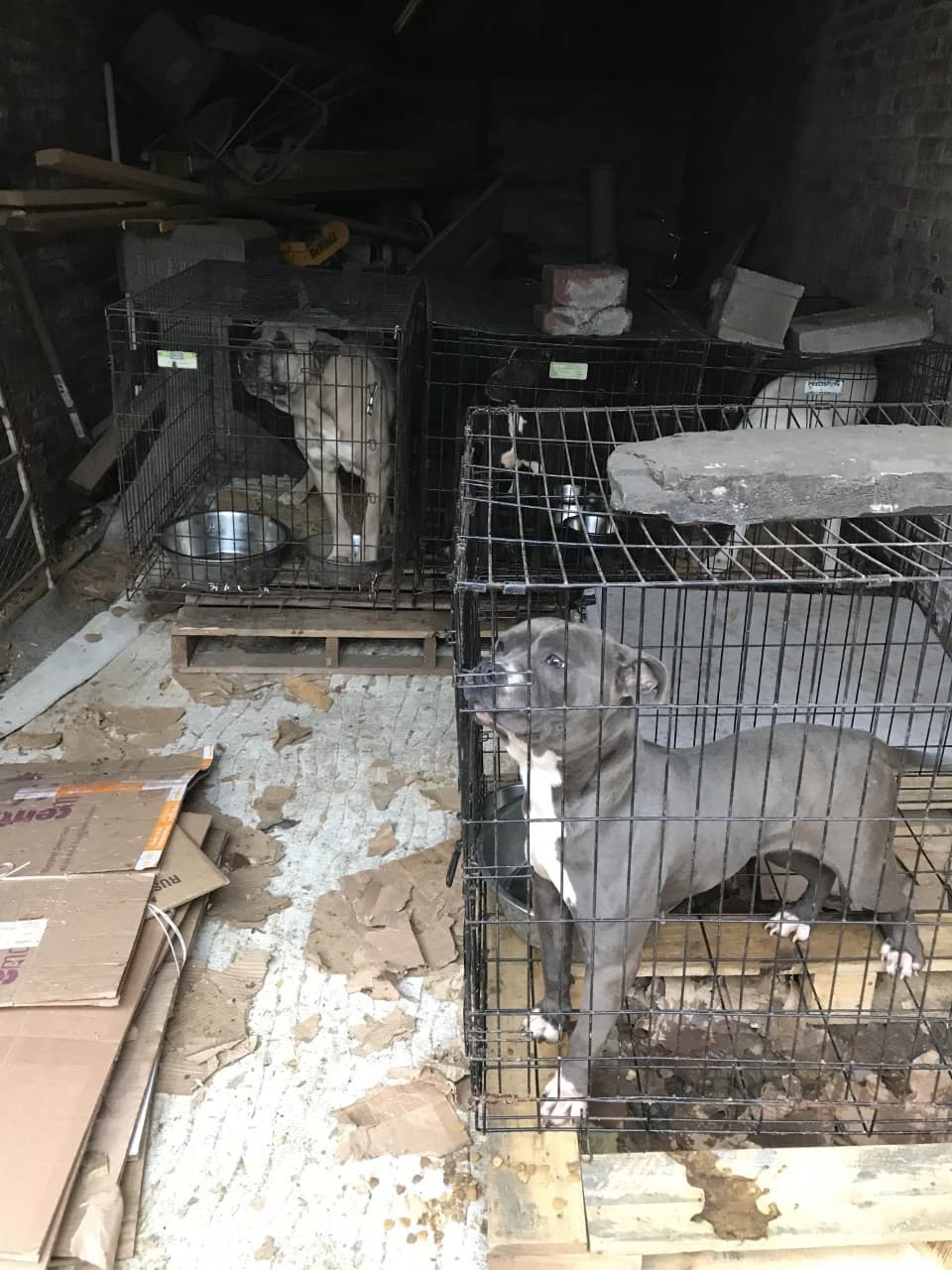 Encuentran a 27 perros en condiciones "deplorables" en una casa de Brooklyn