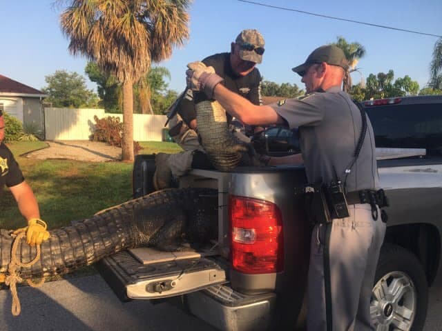 Todo el operativo se realizó con una cuerda amarrada alrededor del cocodrilo.