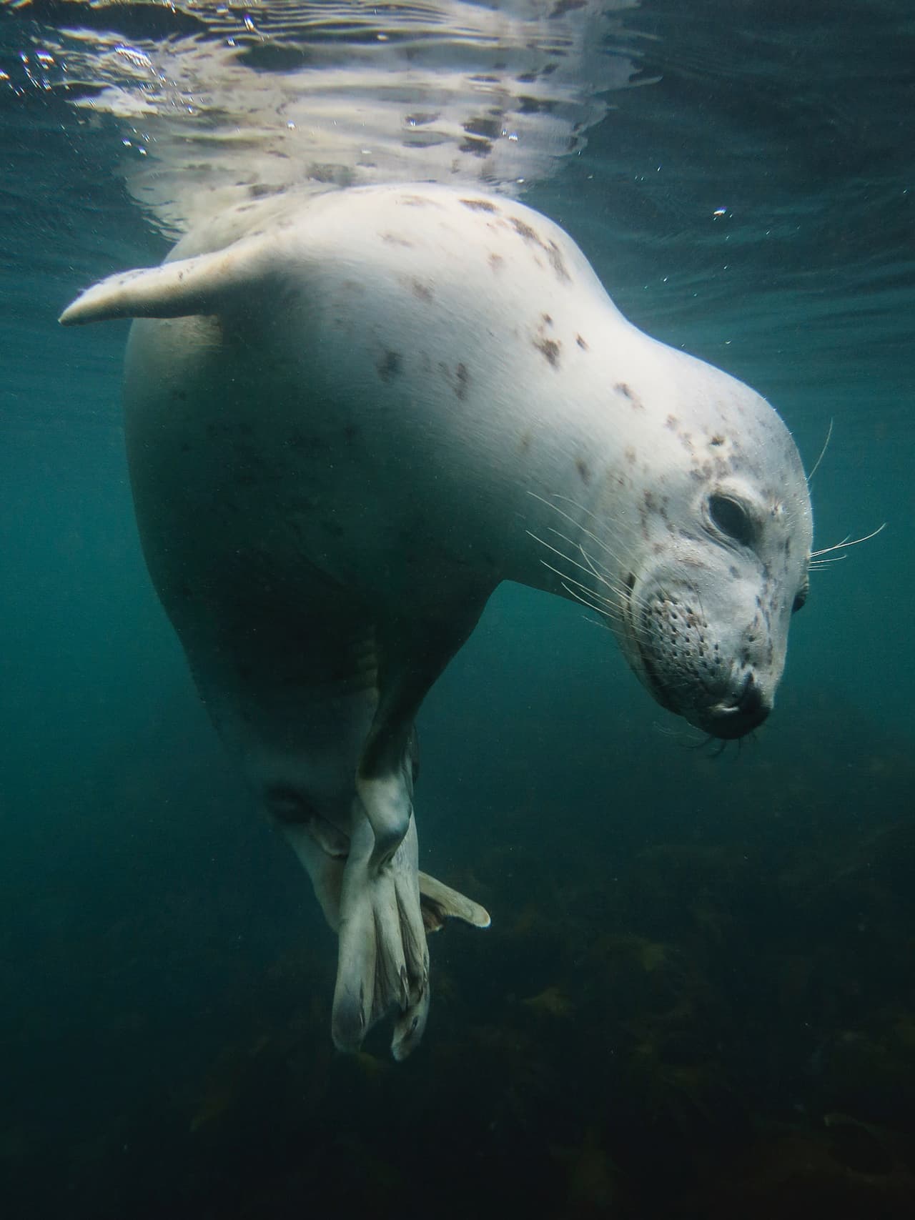Una foca con picazón - Ganador, categoría aguas británicas con compacta. Una joven foca gris en aguas de las islas Farne se acerca curiosamente a los fotógrafos presentes mientra no deja de rascarse lo que parecía una picazón insaciable.