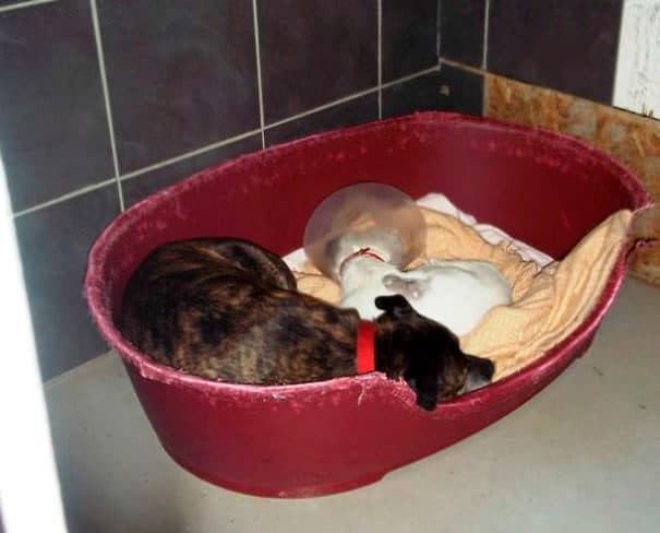 Glenn y Buzz están esperando al humano que sea capaz de devolverles su alegría y seguridad.