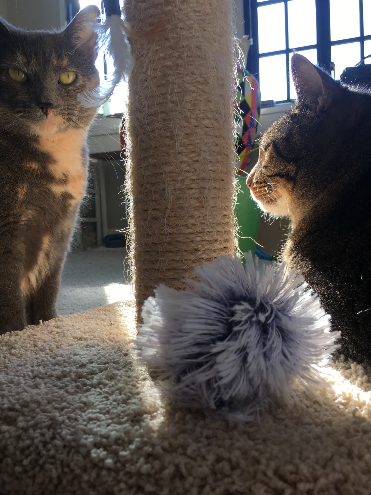 Son la definición de un “morning person”: A diferencia de las personas, tu gato no se despertará de mal humor, todo lo contrario: 
<b>les encanta despertarte</b> y darte las buenas noches esperando recibir alguna caricia a cambio.
<br>