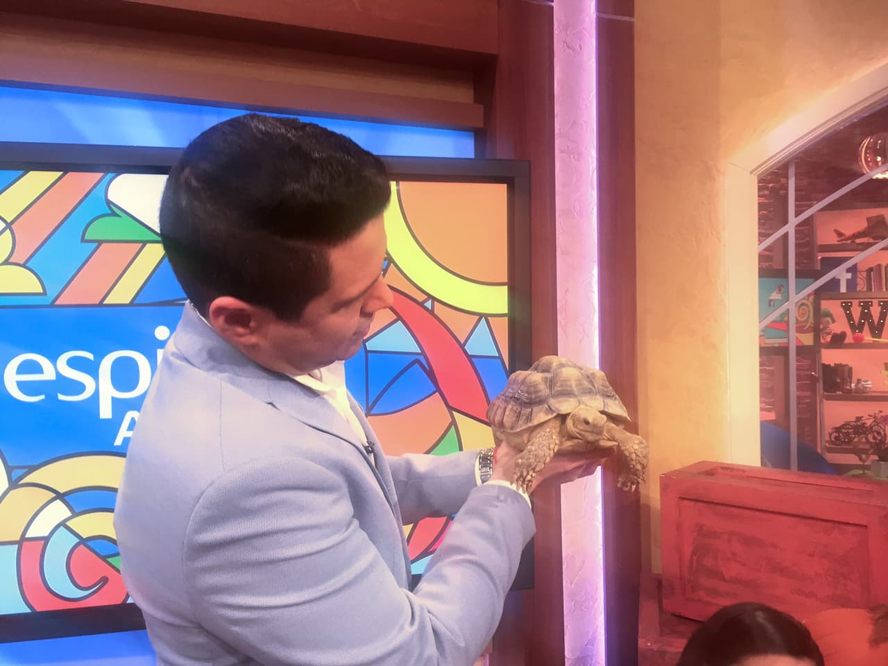 Las tortuga azul es originaria de Africa y le encanta comer lechuga.