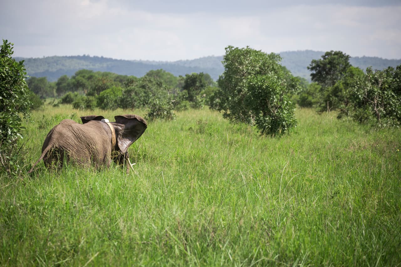 Tras la colocación del collar, el animal se puede mover a cualquier sitio libremente y los funcionarios encargados de protegerlos podrán no solo monitorear que se mantienen en movimiento (es decir, que están vivos), sino cuáles son las rutas que usan y su comportamiento. Además, podrán reaccionar y ayudar en caso de que se aleje de la zona protegida y se acerque a zonas donde se convierten en presas para la cacería. "La información en tiempo real sobre su paradero y patrones de movimiento también puede permitir que los guardaparques y los exploradores de las aldeas respondan rápidamente a la caza furtiva o a los conflictos entre los humanos y los elefantes", concluyó Bas Huijbregts, de WWF.