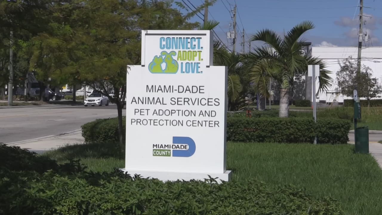 A quien le interese también puede recibir entrenamiento en la sede del Departamento del Servicio de Animales de Miami-Dade.