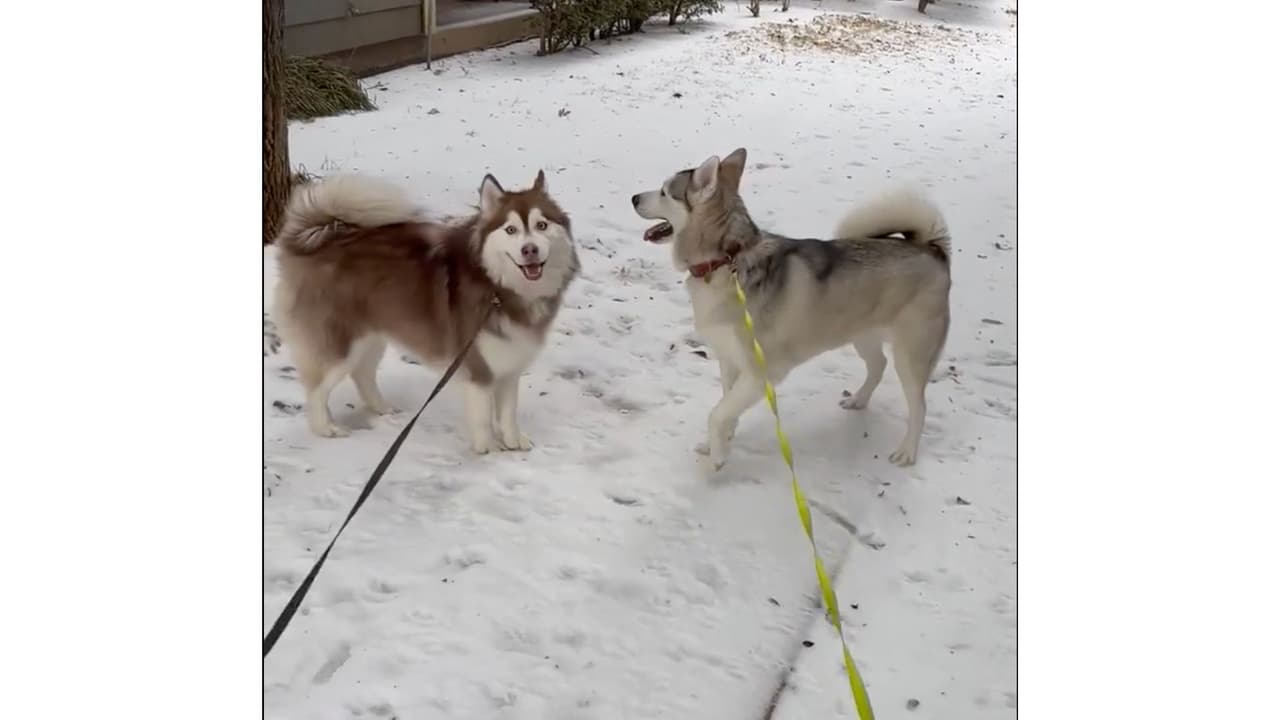 Esta pareja de perritos Husky están en su ambiente y disfrutan del hielo en Dallas.