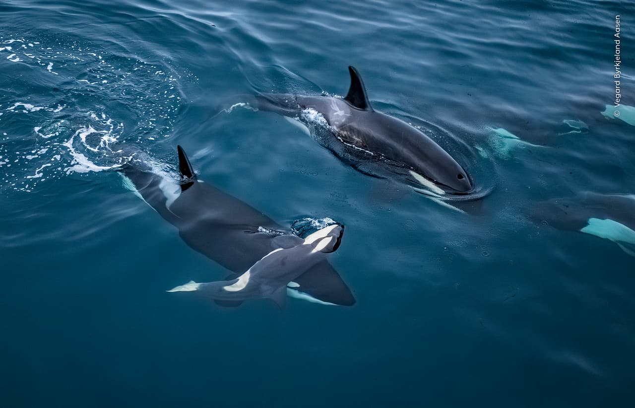 Esta imagen, tan bella como triste, se llama Izada a la superficie, tomada por Vegard Byrkjeland Aasen (Noruega) y se llevó la mención de honor al comportamiento en mamíferos.
<br>
<br>La fotografía muestra a una orca adulta sosteniendo el cuerpo inerte de una cría en las gélidas aguas de un fiordo noruego.
<br>
<br>Vegard acababa de lanzar un dron para documentar avistamientos para el Norwegian Orca Survey cuando algo llamó su atención: una orca adulta transportaba a una cría muerta, soltándola ocasionalmente y recuperándola mientras se hundía. Aunque fue una escena difícil de presenciar, Vegard consideró que era «importante documentar el momento».
<br>
<br>Se sabe que las madres cetáceas utilizan la cabeza para elevar a sus recién nacidos a la superficie para que respiren, lo que plantea la posibilidad de que Vegard estuviera presenciando intentos de reanimar a la cría. Algunos investigadores interpretan este comportamiento como un reflejo del profundo vínculo entre madres y crías.
<br>
<br>La fotografía fue tomada en Kvænangen, condado de Troms, Noruega.
<br>