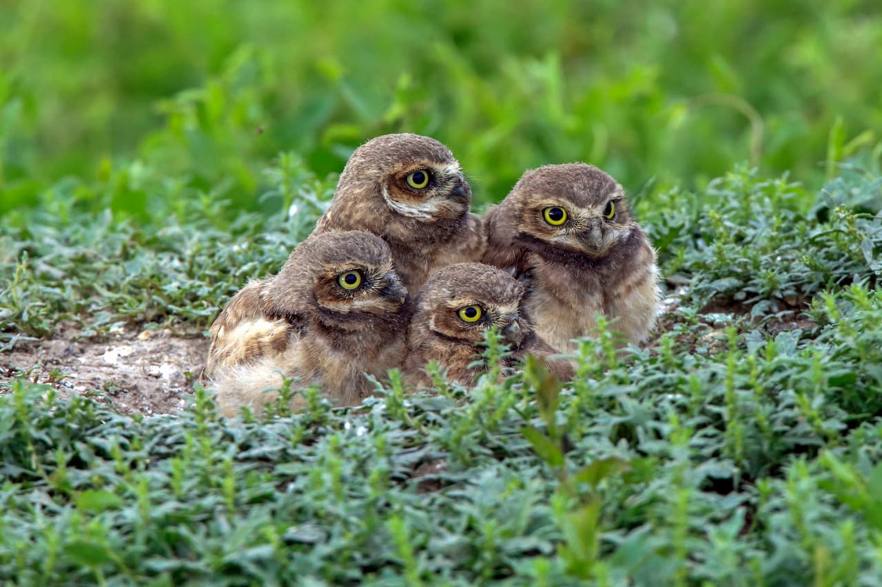 Los adorables búhos son unos expertos ante la cámara.