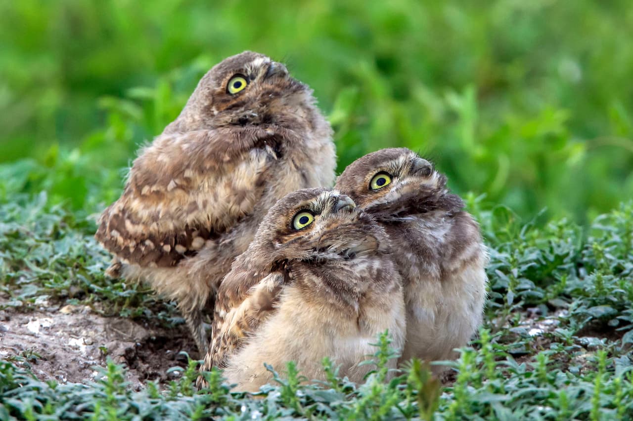 “Nunca había visto búhos comportarse así antes. Para mí eran como niños haciendo muecas a la cámara. ¡Como si fuera un retrato familiar”, dijo el retratista de 54 años.