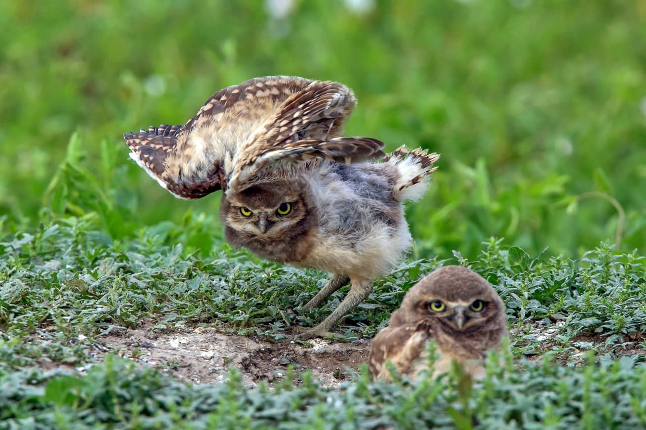La especie mochuelo de madriguera se caracteriza por ser pequeña y tener patas alargadas.