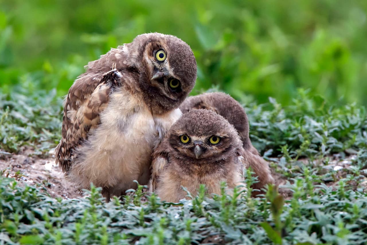 Estos búhos están posando para la cámara.