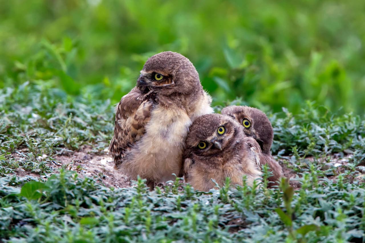 ¡O al menos eso parece!