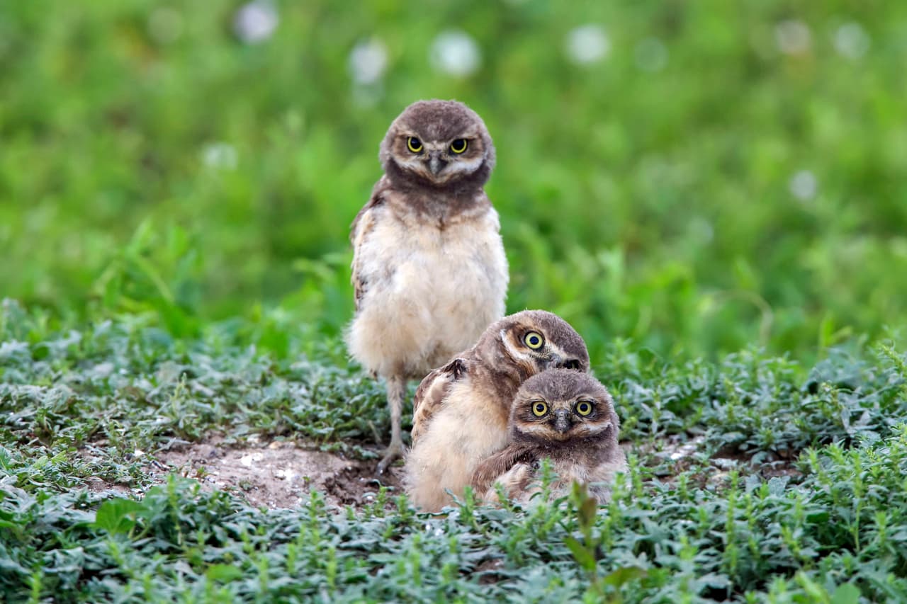 Fueron captados jugando en el Parque Nacional de Badlands, en Dakota del Sur.