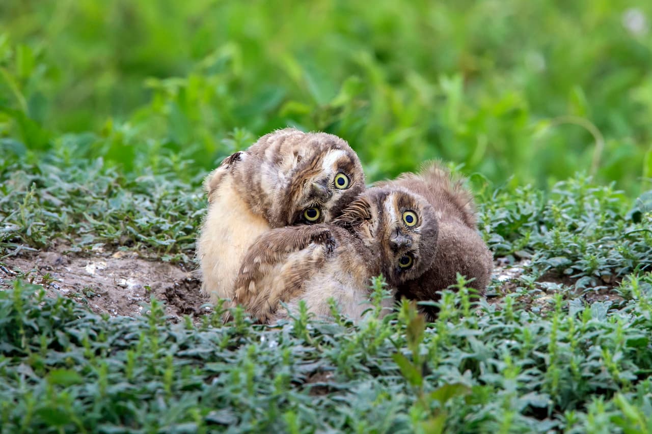 ¡Digan ‘whoo-whoo’ para que les tomen la fotografía!