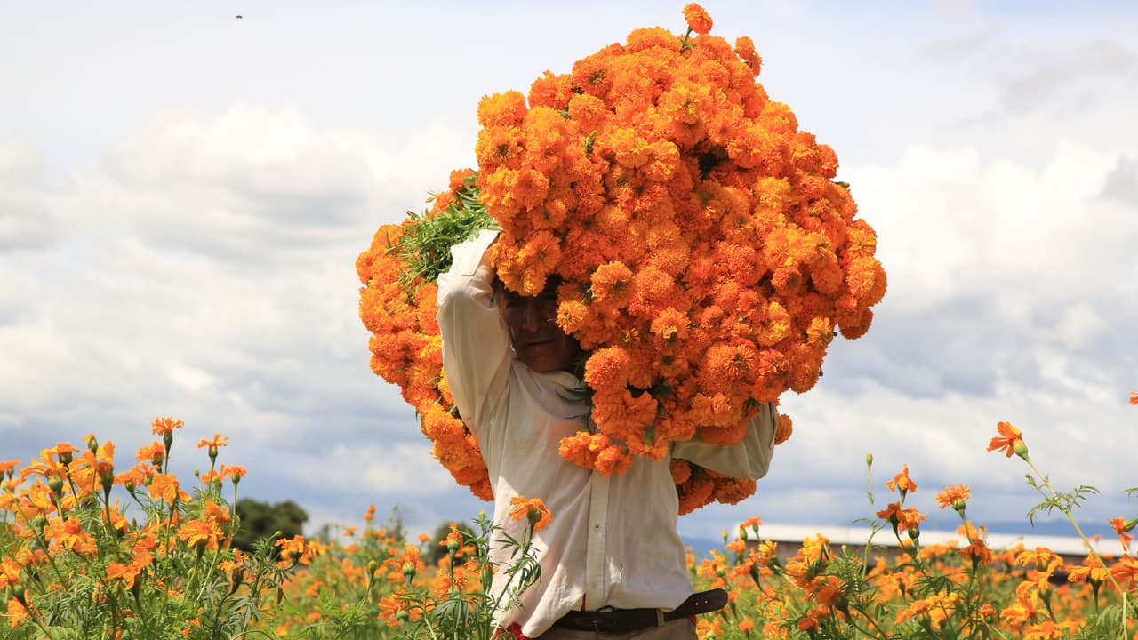 Mira también: Por los tradicionales canales de Xochimilco llega esta curiosa flor que, según la tradición, es la que guía a las almas durante el 1 y 2 de noviembre hasta los altares que se colocan en los hogares mexicanos. 
<b><a href="https://www.univision.com/noticias/falso-halloween-fiesta-satanica-origen-celebracion" target="_blank">Más noticias aquí</a></b>.