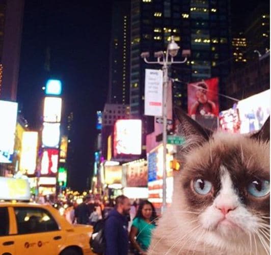 Sin embargo, este viernes se informó que la gatita, cuyo verdadero nombre era Tartar Sauce (Salsa Tártara), falleció.