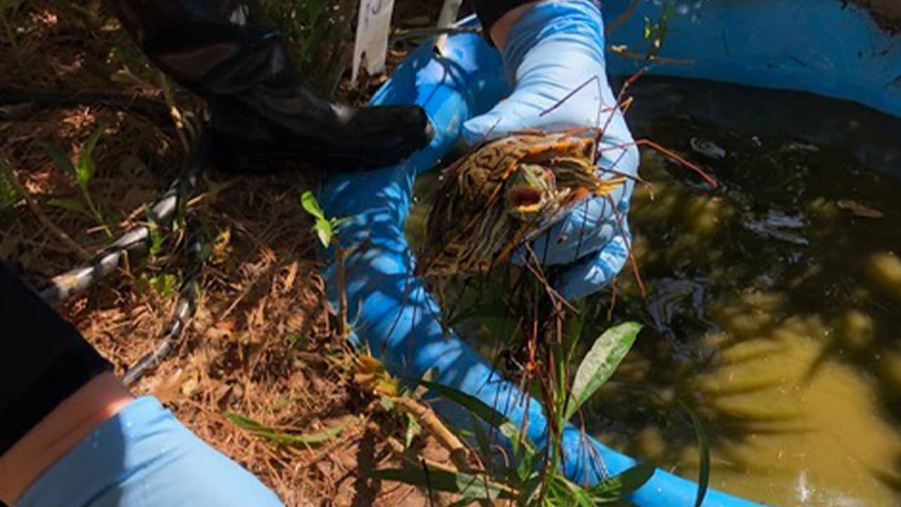Conforme fueron recorriendo la vivienda la suma llegó a más de 200 animales.
