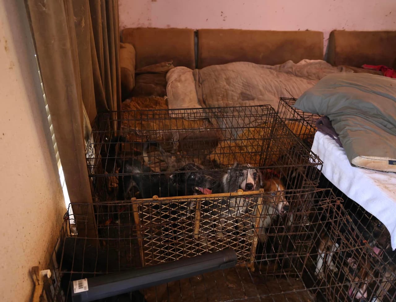 Un hombre arrestado y 26 perritos fueron rescatados en un operativo tras el reporte de un grave caso de crueldad animal, en el noroeste de San Antonio.